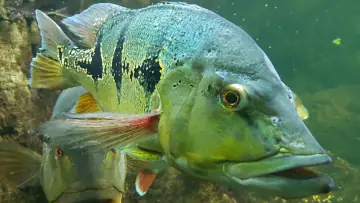 Puerto Rican Peacock Bass Fishing